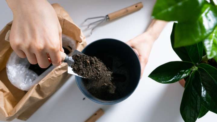 The Good-Fortune Plant You Should Plant In September For Successful Growth