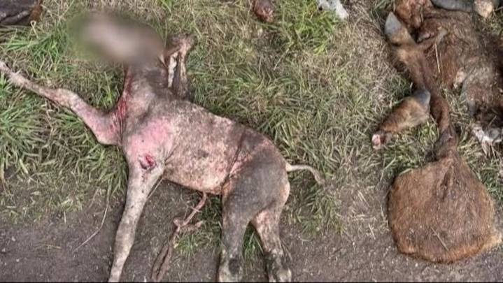 En Mar del Plata. Aparecieron caballos descuartizados y sospechan de faenas clandestinas para vender carne