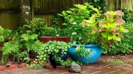 El secreto natural para mantener tus plantas libres de plagas sin poner en riesgo a tus mascotas