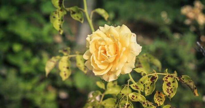 Roses will 'fight' against black spot if you do 10-second task with common household item