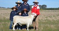 Tattykeel Australian Whites 2025: results, prices, averages