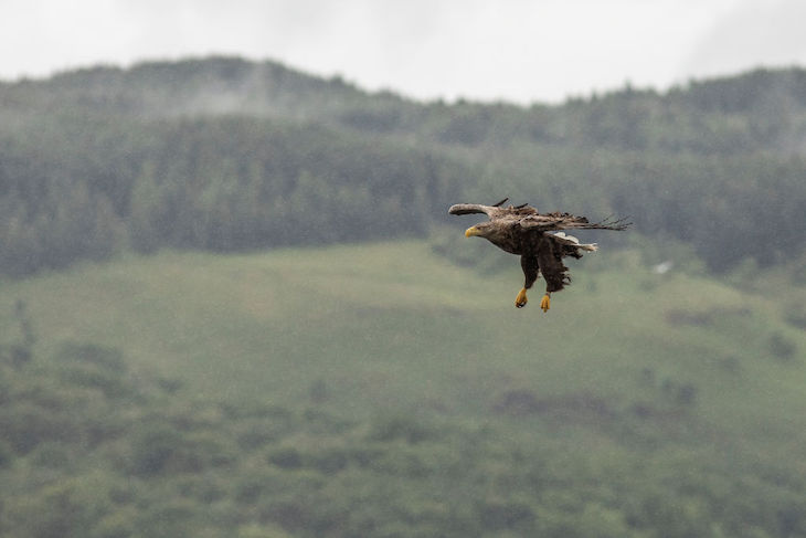 What rewilders don't understand about the British countryside