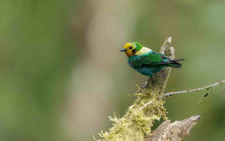 Cali finalista de la Feria Mundial de Aves 2027: la capital vallecaucana brilla en el turismo de naturaleza -