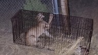 Game And Fish Relocates Mountain Lion After Antelope Found Dead