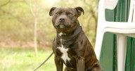 If Staffordshire Bull Terriers Could Text: 7 Messages Your Staffordshire Bull Terrier Would Send You Today