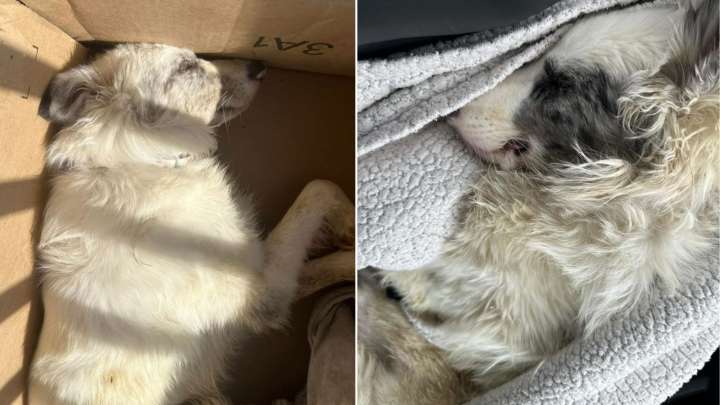 Pennsylvania Woman Shocked To Discover Disturbing Package With Lifeless Dog On Her Porch