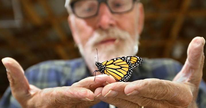 Butterfly guy: Frederick County man aims to boost monarch populations