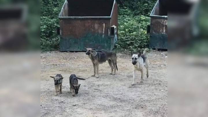 Mississippi Passerby Shocked To See Family Of German Shepherd Near Dumpsite With No Food
