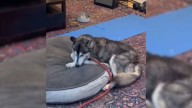 California Dog Melts Hearts As He Escapes Euthanasia And Sleeps Peacefully On A Bed For The First Time