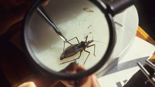 'Kissing bug' disease is here to stay in the US, experts say. Here's why it's spreading