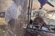 PROFEPA rescata a dos mapaches en cautiverio en Campeche; podrían ser liberados a su hábitat