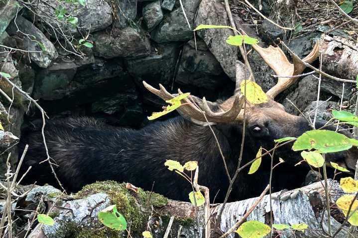 Wardens rescue moose trapped for hours in abandoned well