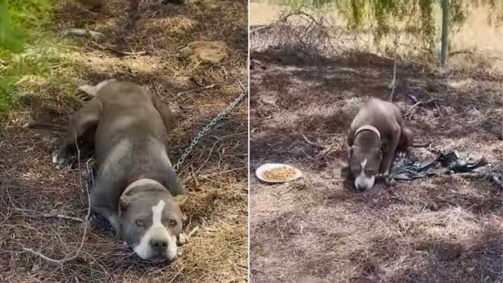 California Pit Bull Left Tied In Scorching Heat Waits For A Rescue To Save Her