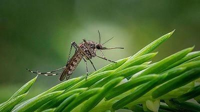 Alerta por mosquitos con virus del Nilo en Huelva: la Junta recuerda la "importancia" de tomar medidas para prevenir el contagio