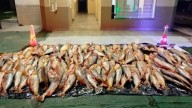 Contrabando en Entre Ríos: detienen camión con una tonelada de dorados que se dirigía a Corrientes