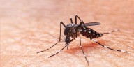Descubrieron una variante americana del mosquito del dengue gracias a la decodificación de 1.200 genomas
