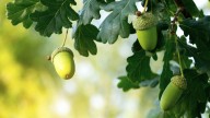 Here's Why Your Oak Tree Is Shooting You With So Many More Acorns Than Usual This Year