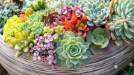 Conocé esta suculenta que por su hermoso color vas a querer tener en tu jardín en Primavera
