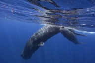 One of three beached sperm whales in P.E.I. dead; condition of another unknown