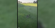 Golf course offers $2,000 reward after vandalism to green and fairway