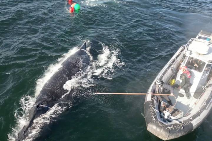 Rescuers untangle humpback whale from fishing gear off Vancouver Island