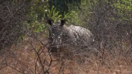 South Africa marks World Rhino Day as poaching slows but one still killed daily