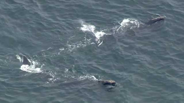 Low oxygen levels in Cape Cod Bay affecting marine life, including lobsters