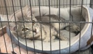 One year later: where pets displaced by Helene are now