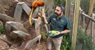 Golden lion tamarins and sloths become unlikely roommates at Palm Beach Zoo