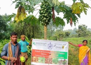 Dhenkanal papaya makes way to Ireland