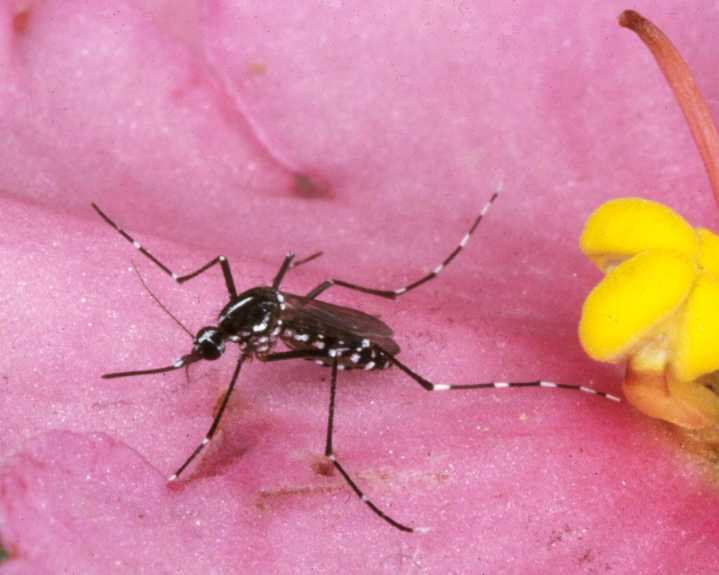 CDC: Parasitic disease spreading