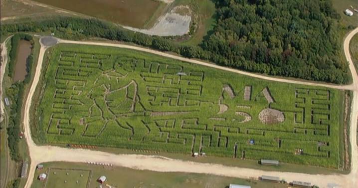 Get lost in a massive corn maze shaped as Minuteman at this Massachusetts farm