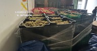El Seprona incauta 6.000 kilos de uva blanca procedente de Portugal en una nave de Pontevedra