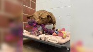Illinois Shelter Pup Left Behind At Adoption Event Turns To Imaginary Friends For Comfort