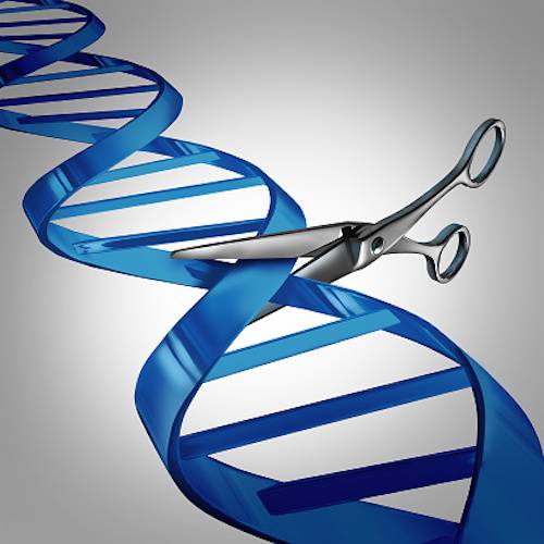 Modified Prime Genomic Editing Greatly Improves Precision