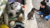 Texas Rescue Team Fights To Save A Puppy Weighing Just One Pound After Being Abandoned And Mistreated