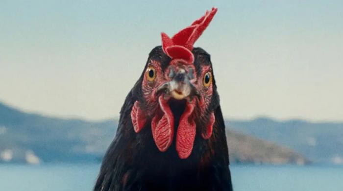 TIFF 2025 Review: In ‘Hen,’ a Chicken Just Wants to Be Left Alone But Humans Are a Nightmare