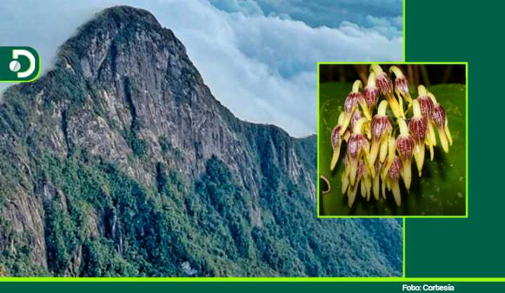 Nuevo hallazgo científico: descubren en el páramo de Sonsón una especie de orquídea