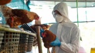 Sacrificaron a un gato que se contagió con peligroso virus tras comer alimentos crudos, autoridades sanitarias están en alerta