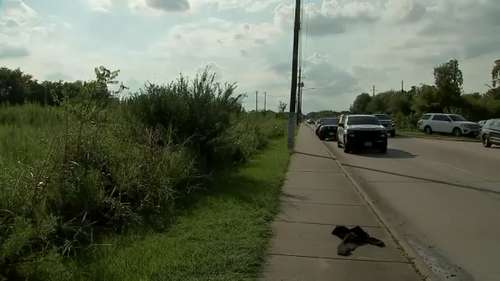 Investigation underway after report of skeletal remains found in wooded area on Bissonnet in Alief, Houston police say