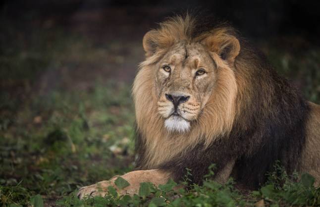 Rare lion that ‘captured the hearts of millions’ at UK zoo dies aged 18