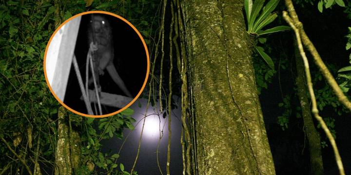 Captan en video a misterioso “duende” de la selva usando un puente en lo alto de la Amazonía peruana