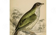 Aves que ayudan a los humanos y otros relatos de cooperación entre especies