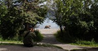 Meet the 2025 Fat Bear Week contenders as Alaska national park kicks off voting