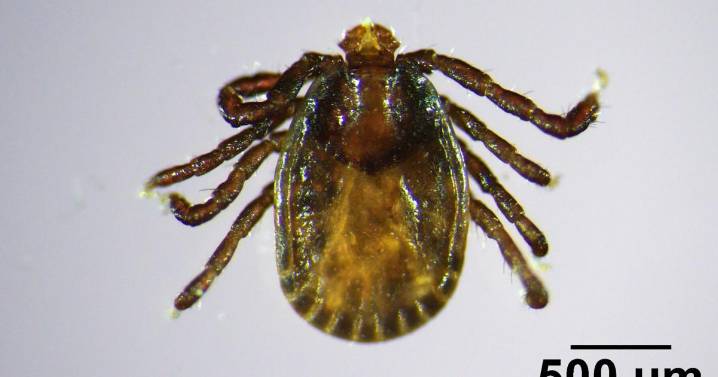 Invasive, disease-carrying tick found in Maine, the farthest northeast it has been spotted
