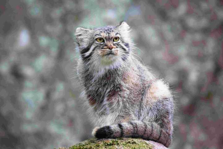 Rewilding Through a Child’s Eyes