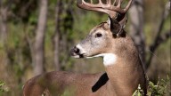 Open season: LDWF announces Louisiana deer hunting season opening dates