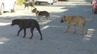 Urge apoyo para ‘lomitos’; desborda abandono a albergues de perros