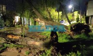 Árboles caídos y vecinos sin luz: lo que dejó la tormenta en La Plata