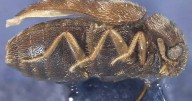 Bug-infested nappies pose threat to Australian crops